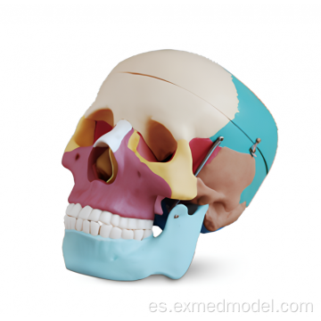 Modelo de anatomía de cráneo humano de color